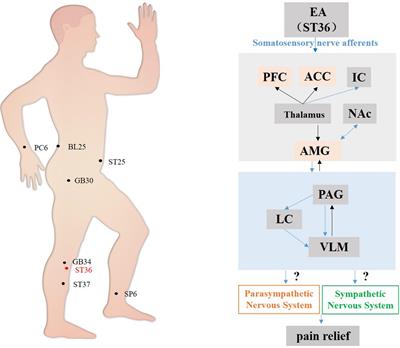 The autonomic nervous system: A potential link to the efficacy of acupuncture